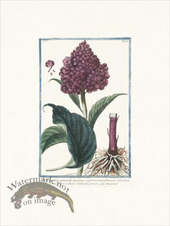 Bonelli 358 Amarante